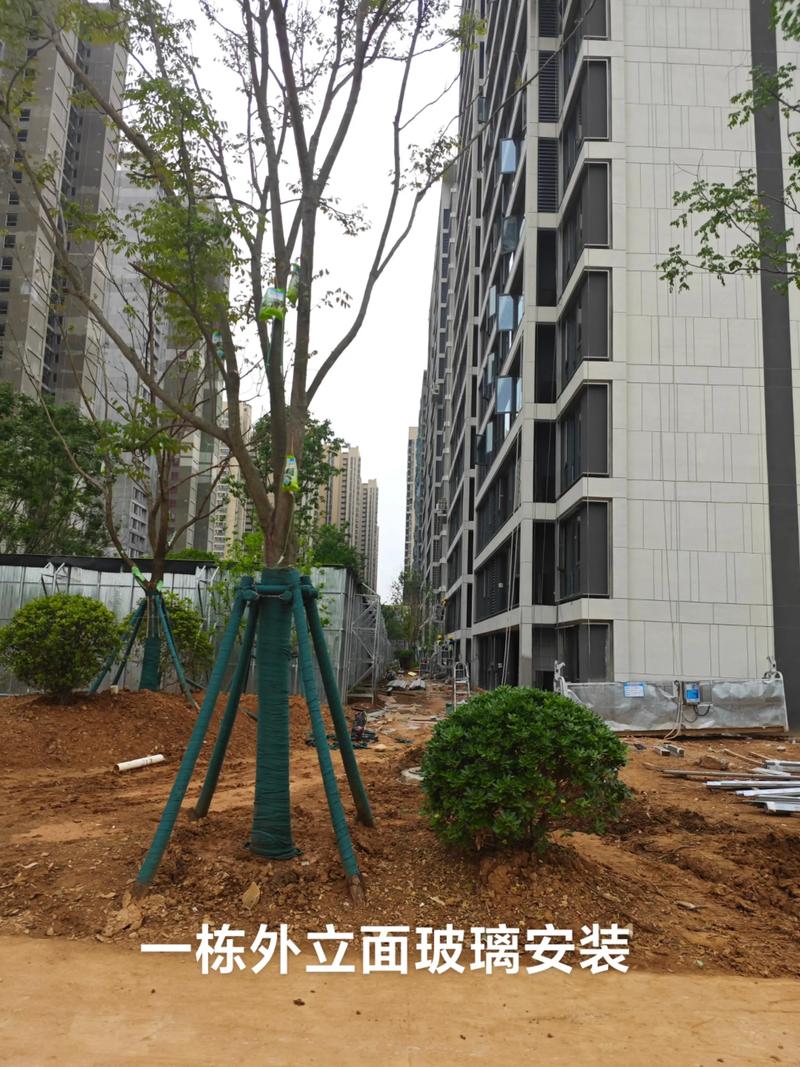 光谷中央公園園林綠化工程施工進展順利，打造生態休閑新地標