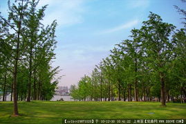 城市綠化管理中的道路景觀與園林節(jié)點設計資料應用